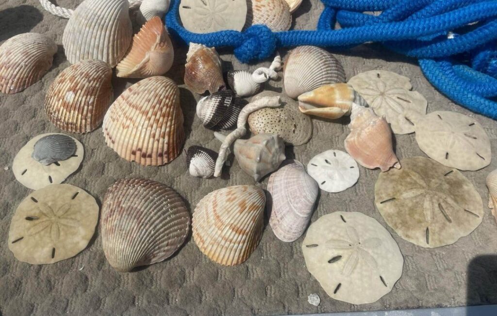 Shells from a shelling trip in Southwest Florida