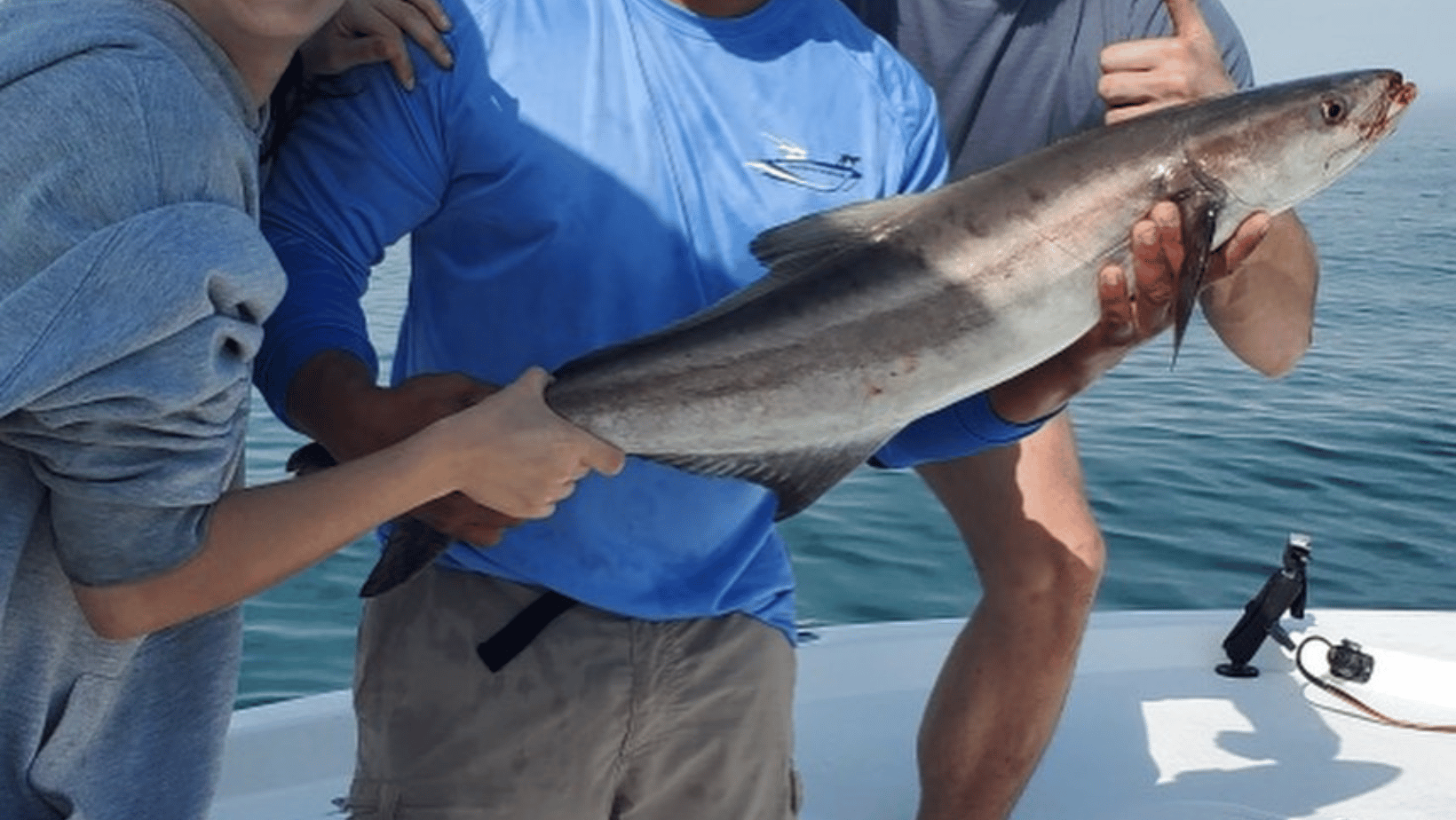 Cobia fishing in Southwest Florida